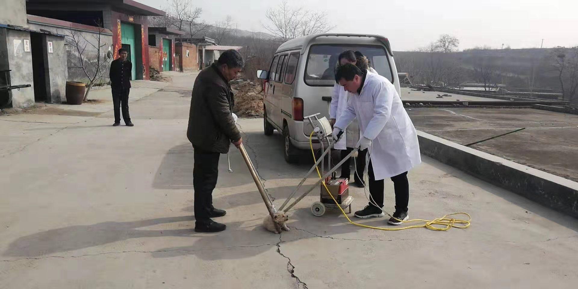 男童被狗舔后死亡 当地扑杀16条狗60条被注射疫苗