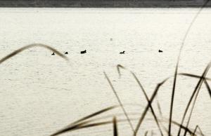 杨柳不解东风意 野鸭已知春水暖