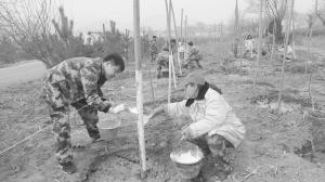 种下千棵树 绿化交通干线