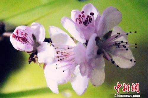 “竖蛋”迎春、粘雀子嘴……春分习俗知多少？