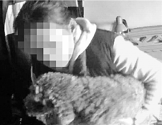 “举报”吸毒主人 宠物狗立下奇功