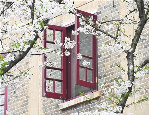 樱花园游客再创历史新高 武汉催热“赏花经济”