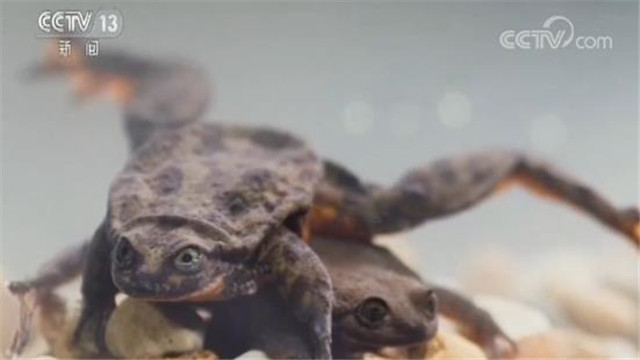 终于脱单了！玻利维亚最孤独水蛙单身10年遇真爱！