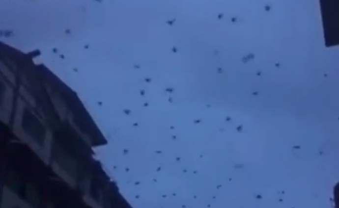 长宁震区燕子成群飞舞？四川省地震局权威发声