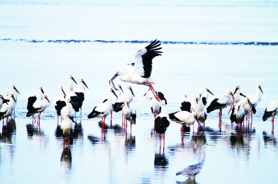 鸟类最多90万只 北大港湿地成“候鸟天堂 ”