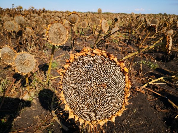 洽洽首次向消费者公开海外原料基地