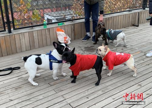 多个城市出台养犬新政 纵犬、虐犬都将面临重罚！
