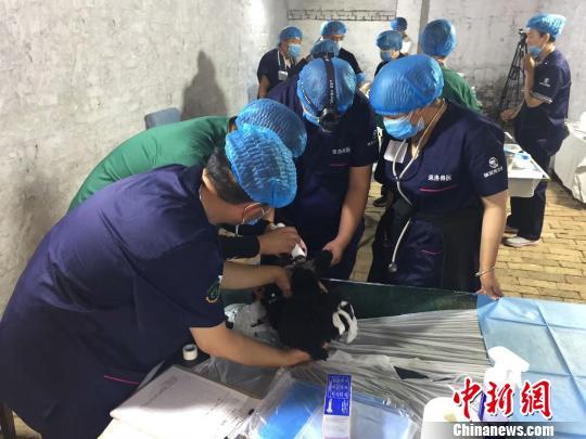 多个城市出台养犬新政 纵犬、虐犬都将面临重罚！