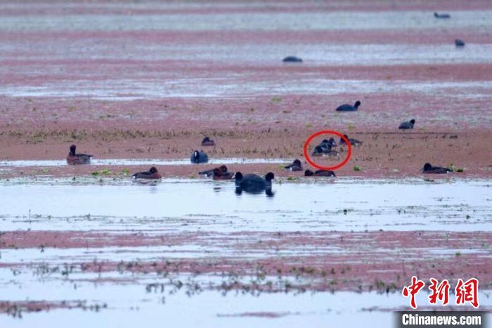 湖北襄阳汉江湿地公园发现“青头潜鸭”