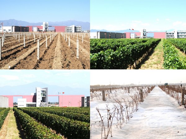 ?中法庄园推出20周年限量纪念版