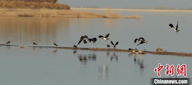 甘肃启动越冬大天鹅同步调查收集西北地区候鸟研究数据