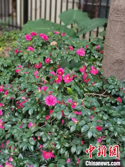 上海：小寒日变“小阳春”迎春绽放刷新早开纪录