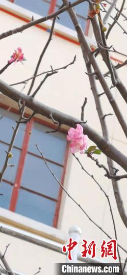 上海：小寒日变“小阳春”迎春绽放刷新早开纪录