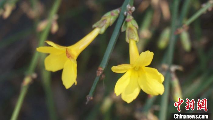 上海：小寒日变“小阳春”迎春绽放刷新早开纪录