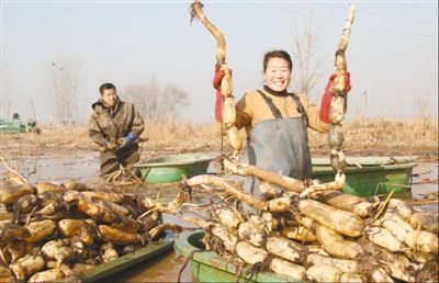 迎来莲藕丰收季