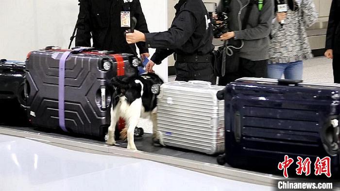 励志！“流浪汪”尼克逆袭成上海海关工作犬(组图)