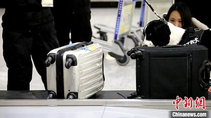 励志！“流浪汪”尼克逆袭成上海海关工作犬(组图)