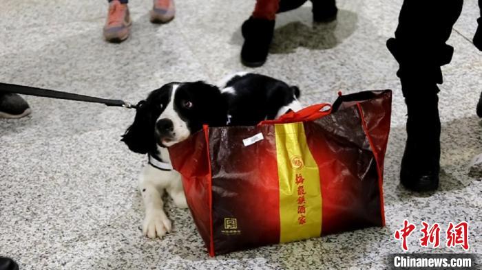 励志！“流浪汪”尼克逆袭成上海海关工作犬(组图)