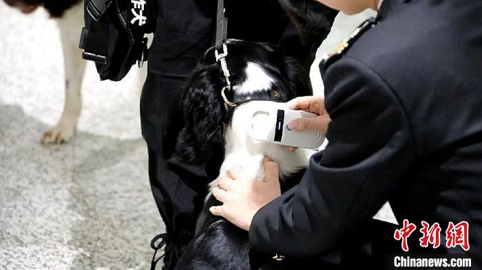 励志！“流浪汪”尼克逆袭成上海海关工作犬(组图)