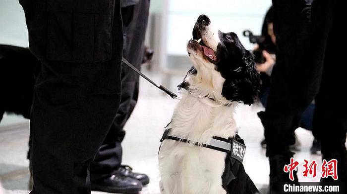 励志！“流浪汪”尼克逆袭成上海海关工作犬(组图)