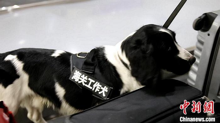 励志！“流浪汪”尼克逆袭成上海海关工作犬(组图)