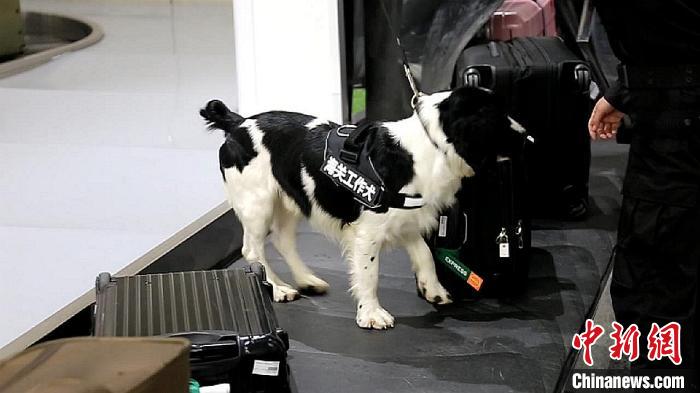 励志！“流浪汪”尼克逆袭成上海海关工作犬(组图)