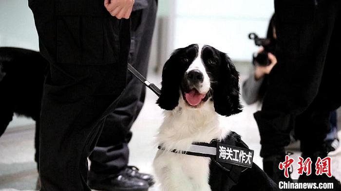 励志！“流浪汪”尼克逆袭成上海海关工作犬(组图)