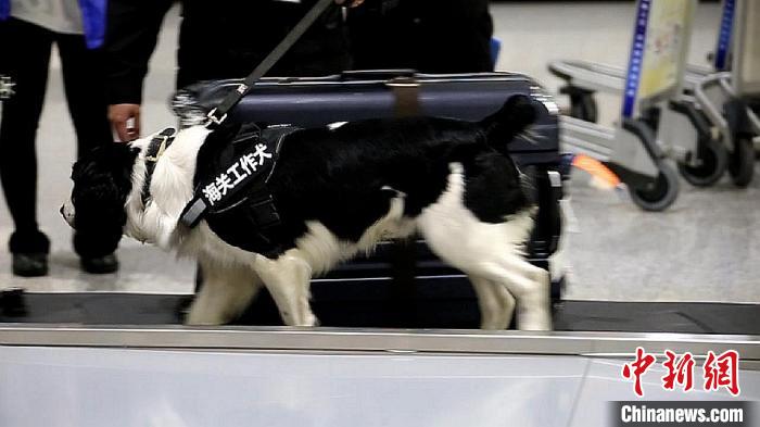 励志！“流浪汪”尼克逆袭成上海海关工作犬(组图)