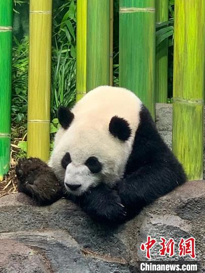 旅居加拿大的龙凤胎大熊猫“加盼盼”“加悦悦”回到成都