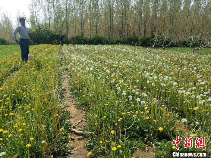 桑梓情深返乡种蒲公英的退伍兵闯村民致富路
