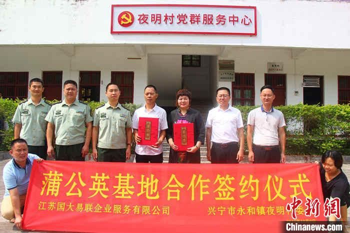 桑梓情深返乡种蒲公英的退伍兵闯村民致富路