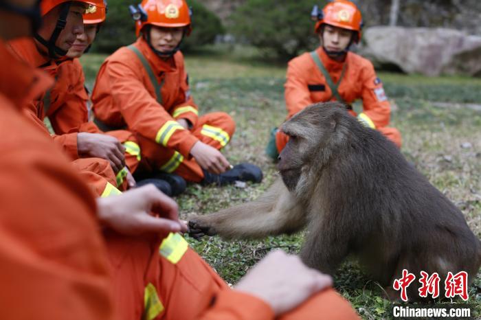 新春值守在武夷山的“火焰蓝”