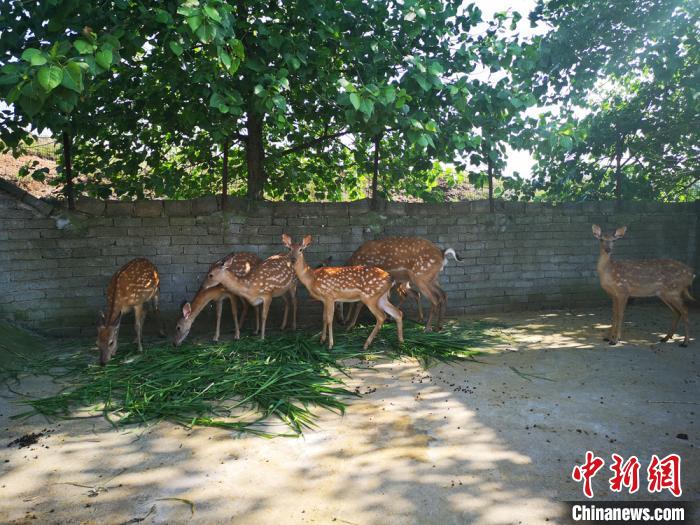 做脱贫致富“领头雁”湖南株洲“90后”女村支书乡间逐梦