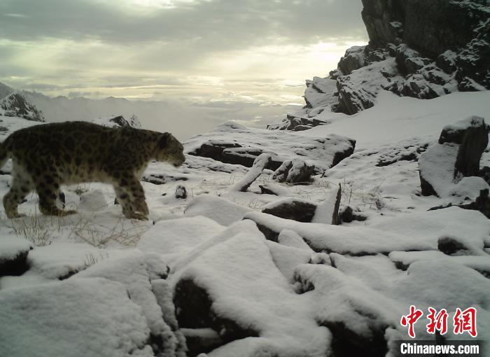四川卧龙：雪豹监测实现首个全覆盖监测强度居全国前列