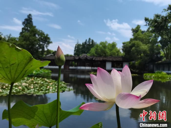武汉东湖荷花绽放杭州西湖