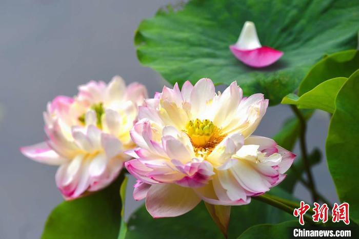武汉东湖荷花绽放杭州西湖