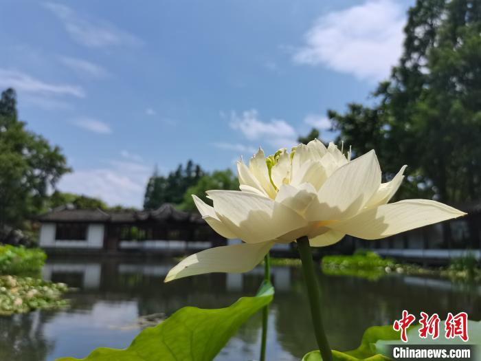 武汉东湖荷花绽放杭州西湖