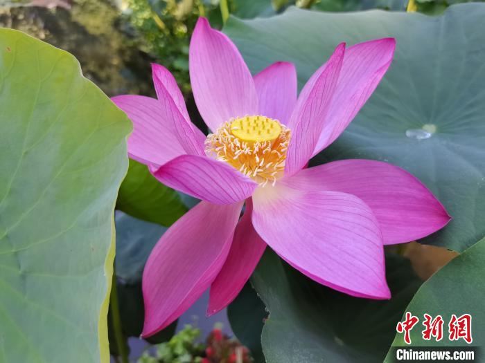 武汉东湖荷花绽放杭州西湖