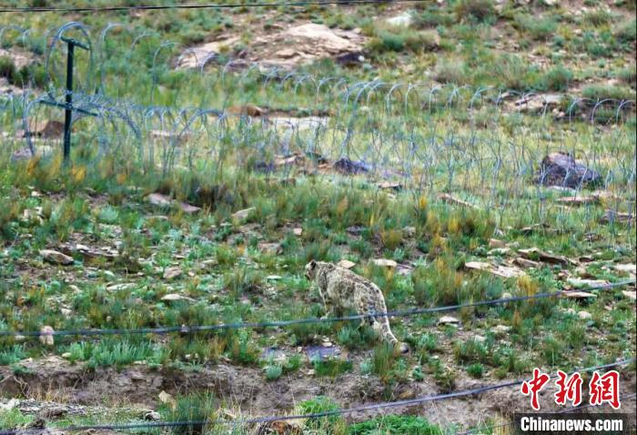 新疆边防官兵巡逻时发现“雪山之王”——雪豹（图）