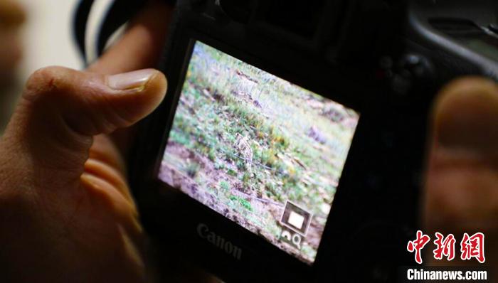 新疆边防官兵巡逻时发现“雪山之王”——雪豹（图）