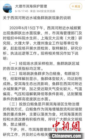 云南大理西洱河鱼群频繁跃出水面官方回应
