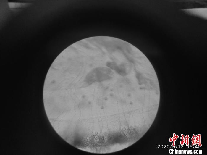 “水中大熊猫”桃花水母现身云南有6亿年生存历史