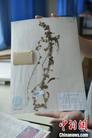 中国东喜马拉雅山南坡发现“隐世”百年的贝叶芒毛苣苔