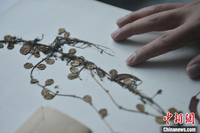 中国东喜马拉雅山南坡发现“隐世”百年的贝叶芒毛苣苔