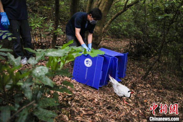 4只广东省鸟白鹇放归罗浮山