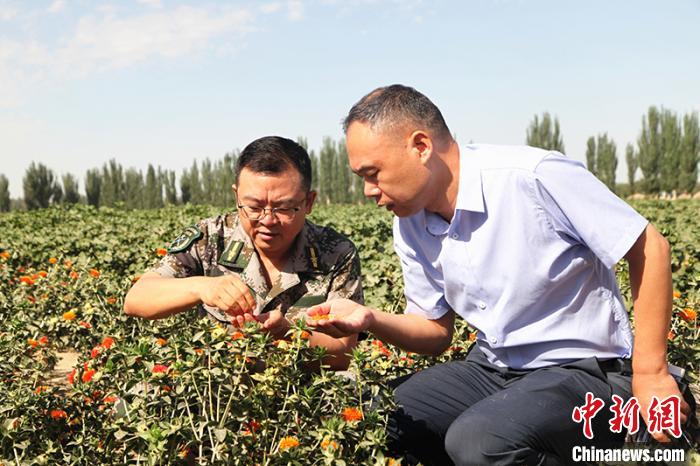 台州产业援疆让红花在新疆南部沙漠边缘试种成功（图）