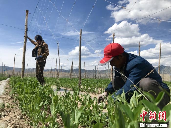 甘肃天祝“蔬菜终结地”科技育菜畅外销：农户驾车下地