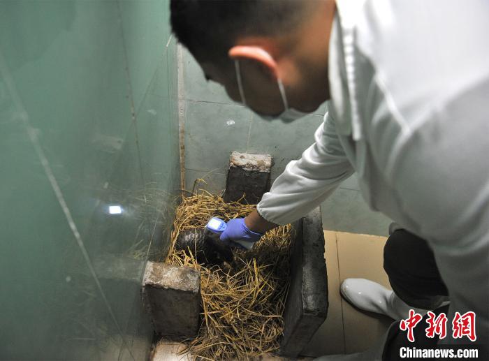 广东多方接力救治中华穿山甲康复后回归野外