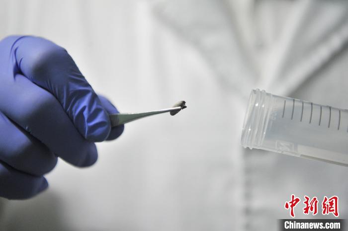 广东多方接力救治中华穿山甲康复后回归野外