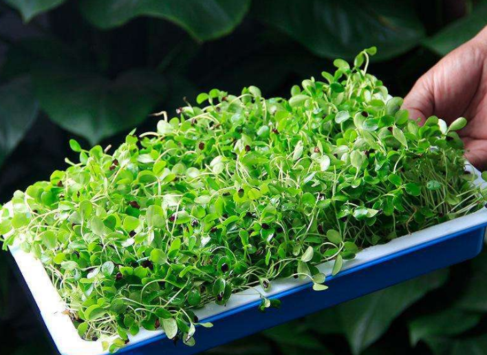 为什么中国人爱种菜？